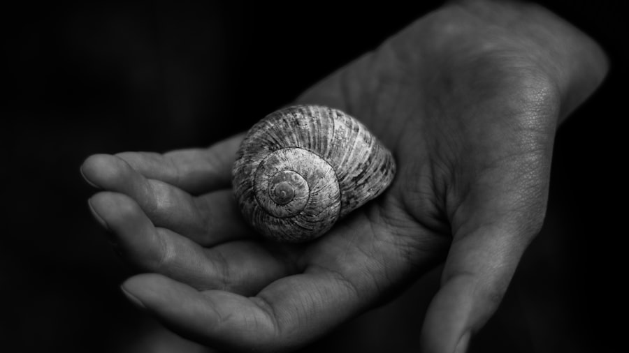 Nautilus shell representing the co-operative, spiral nature of our CIC