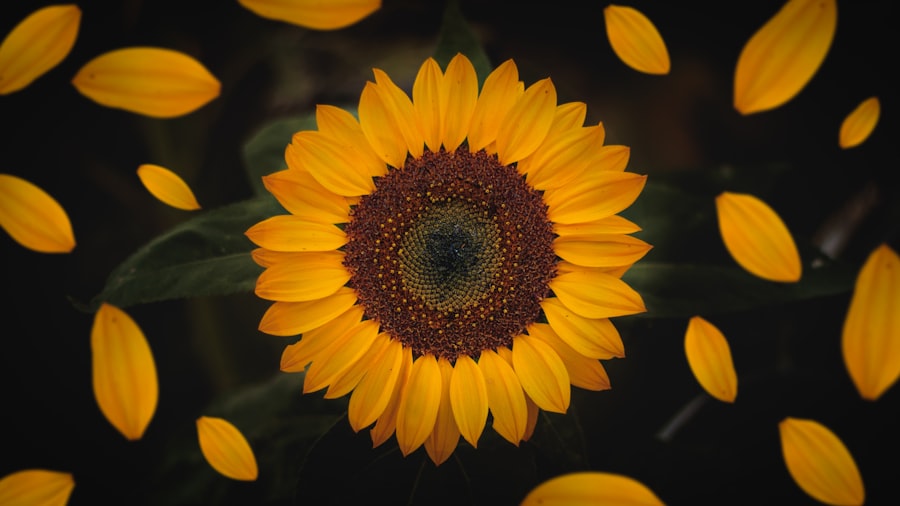 Macro sunflower fibonacci pattern representing trusted wellbeing professionals