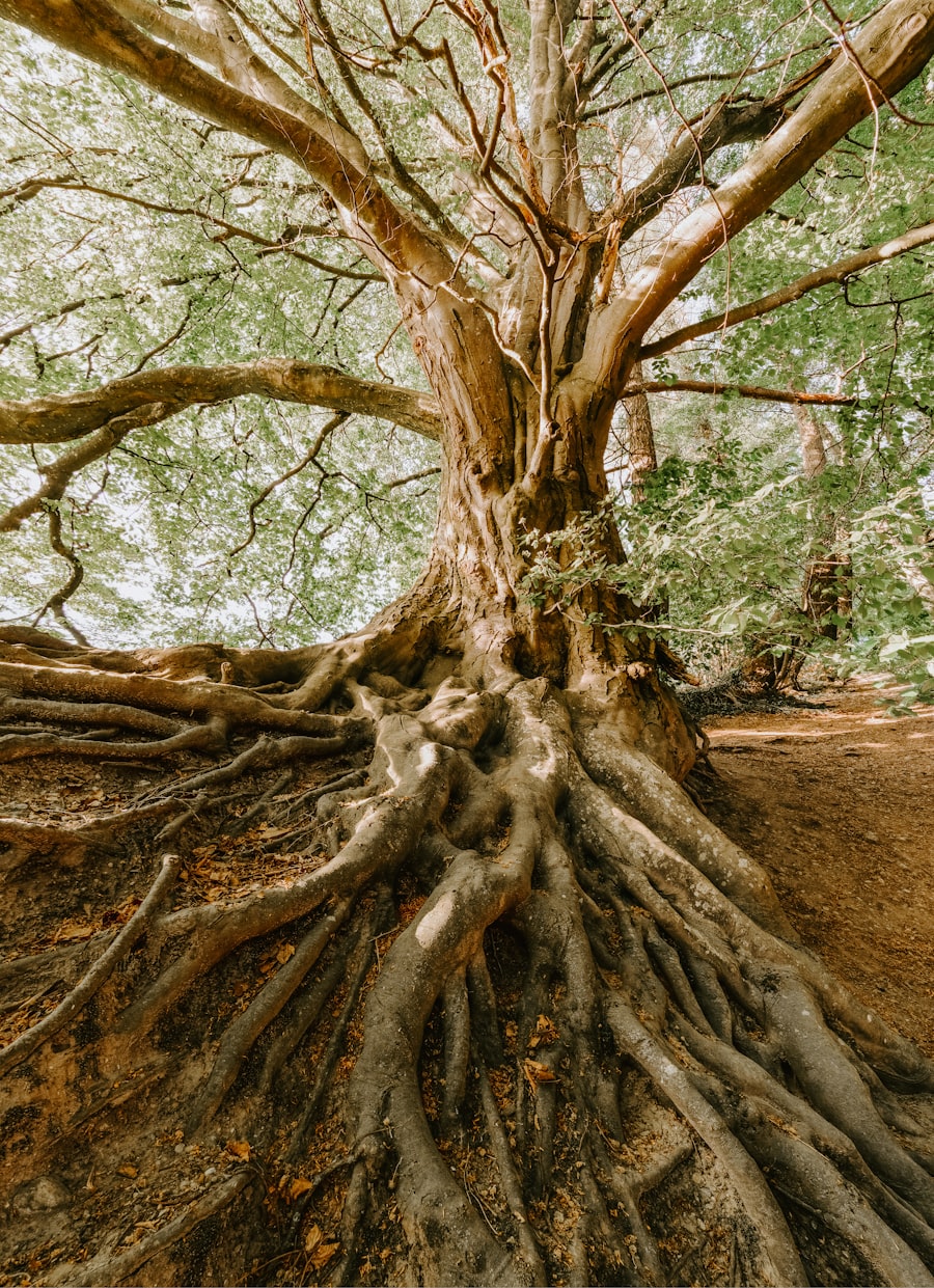 Ancient tree roots representing multi-dimensional, interconnected wellbeing